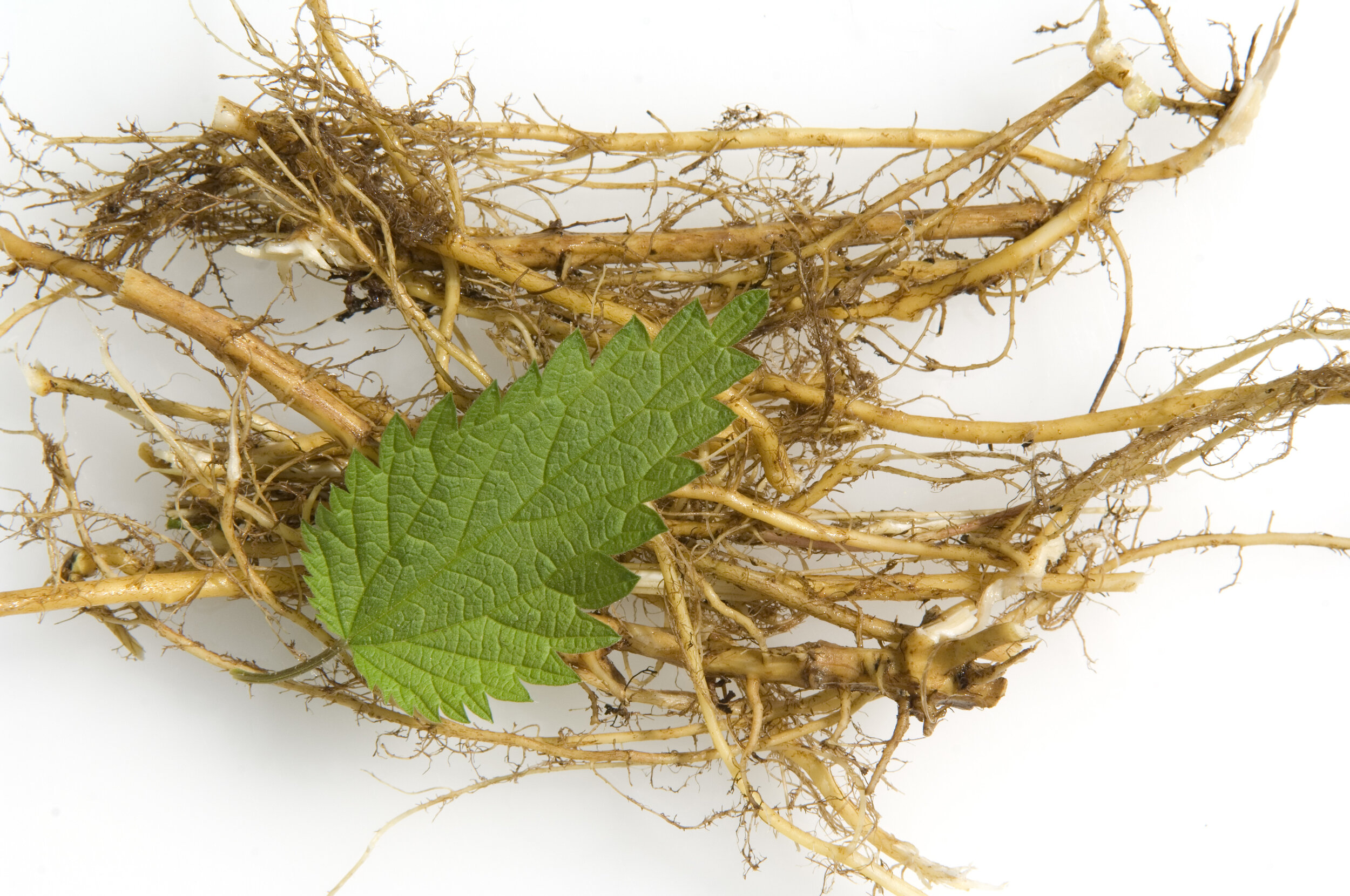 Nettle root